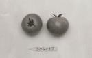 Click for 1 image(s) for this accession. FRUIT